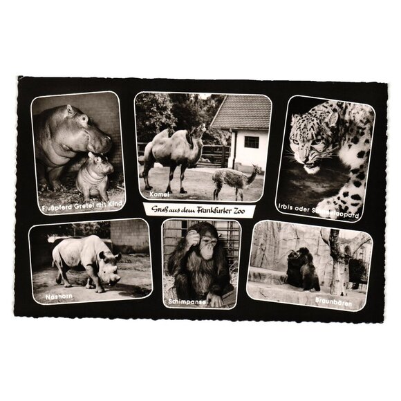Greetings Frankfurt Zoo Postcard Hippo Chimpanzee Bear Rhinoceros Tiger Camel - Picture 1 of 2